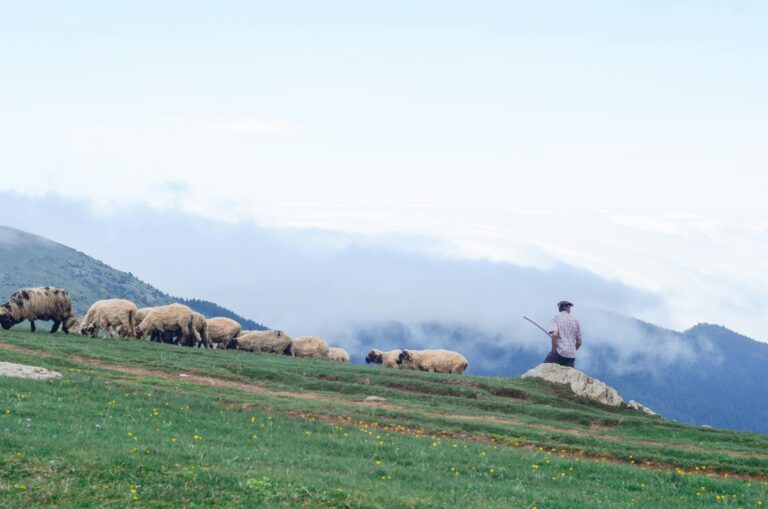 A serene rural landscape featuring a shepherd overseeing sheep grazing in misty hills.